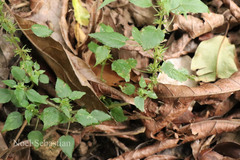 Acalypha brachystachya
